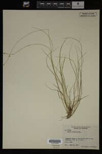 Carex trisperma image