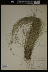 Carex trisperma image
