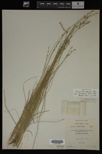 Carex trisperma image