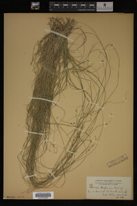 Carex trisperma image