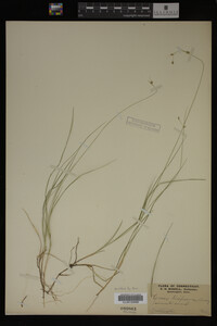 Carex trisperma image