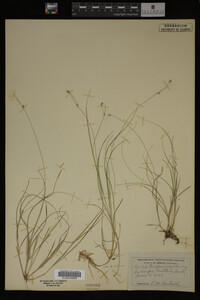 Carex trisperma image