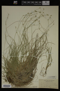 Carex trisperma image