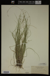 Carex trisperma image