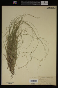 Carex trisperma image