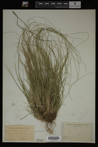 Carex trisperma image