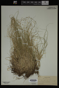 Carex trisperma image