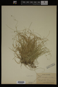 Carex trisperma image