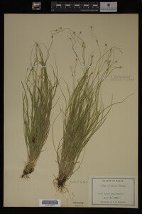 Carex trisperma image