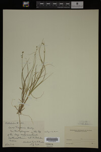 Carex trisperma image
