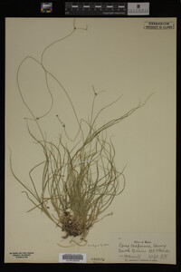 Carex trisperma image