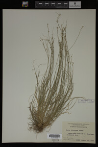 Carex trisperma image