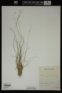 Carex trisperma image