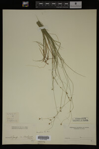 Carex trisperma image