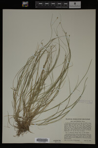 Carex trisperma image