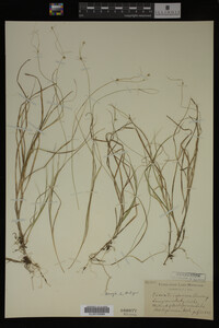 Carex trisperma image