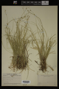 Carex trisperma image