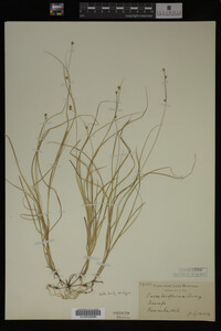 Carex trisperma image