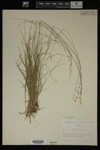 Carex trisperma image