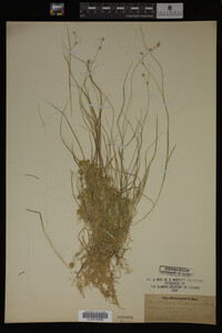 Carex trisperma image