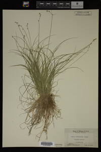 Carex trisperma image