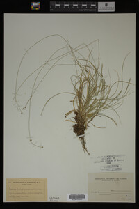 Carex trisperma image