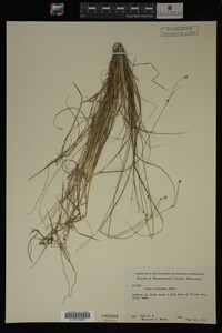 Carex trisperma image
