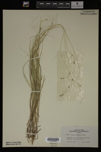 Carex trisperma image