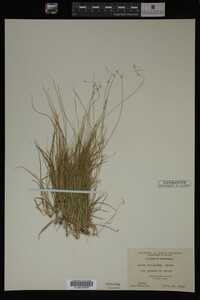 Carex trisperma image