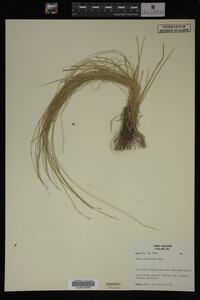 Carex trisperma image