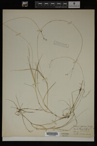 Carex trisperma image