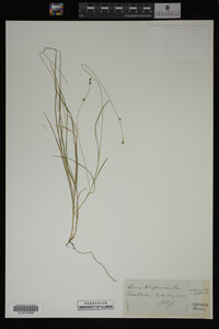 Carex trisperma image