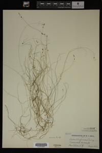 Carex trisperma image