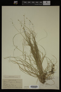 Carex trisperma image