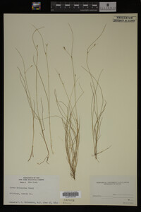 Carex trisperma image