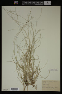 Carex trisperma image