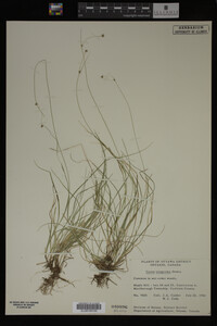 Carex trisperma image