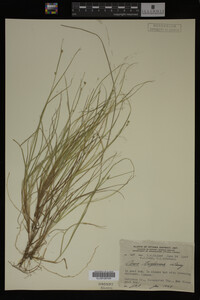 Carex trisperma image