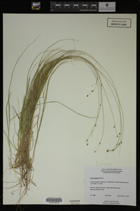 Carex trisperma image