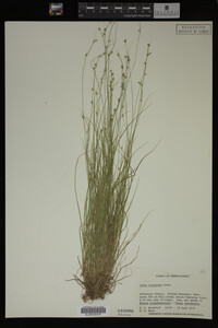 Carex trisperma image