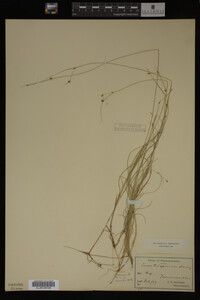 Carex trisperma image