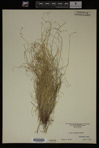 Carex trisperma image