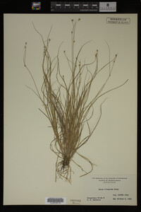 Carex trisperma image