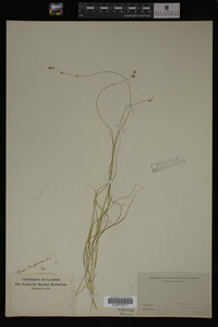 Carex trisperma image