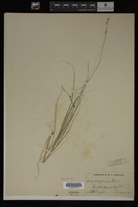 Carex trisperma image