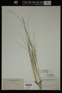 Carex trisperma image