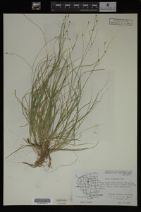 Carex trisperma image