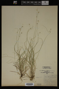Carex trisperma image