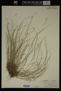 Carex trisperma image