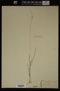 Carex trisperma image
